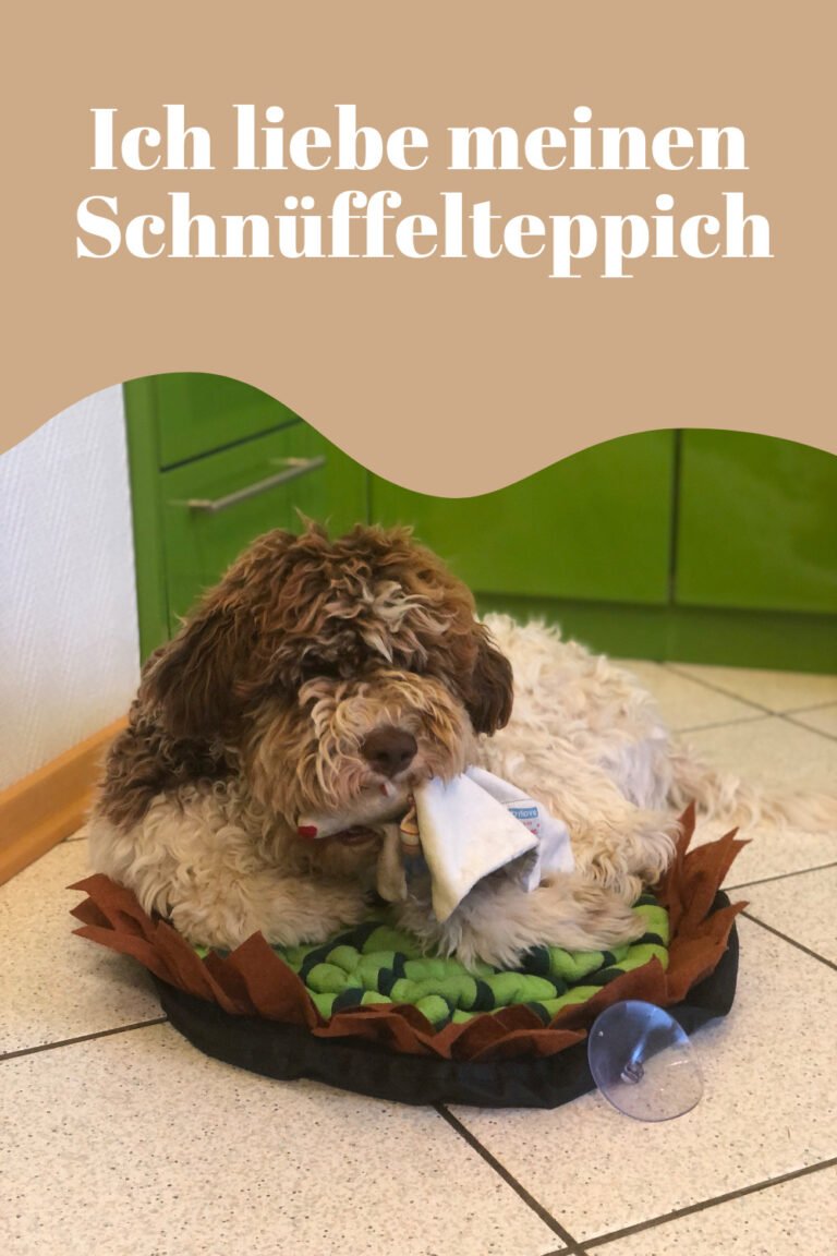 Schnüffelteppich - Nicht nur zum Schnüffeln für einen Lagotto Romagnolo, auch gemütliches Körbchen