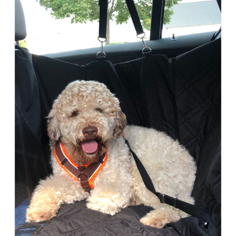 Hundedecke für Auto Rückbank mit Sichtfenster. Wasserdicht! Komplettschutz Komfort Autoschondecke für Hunde wie Lagotto romagnolo