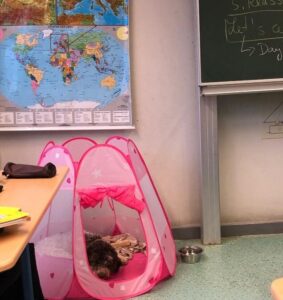 Schulhund im Unterricht
