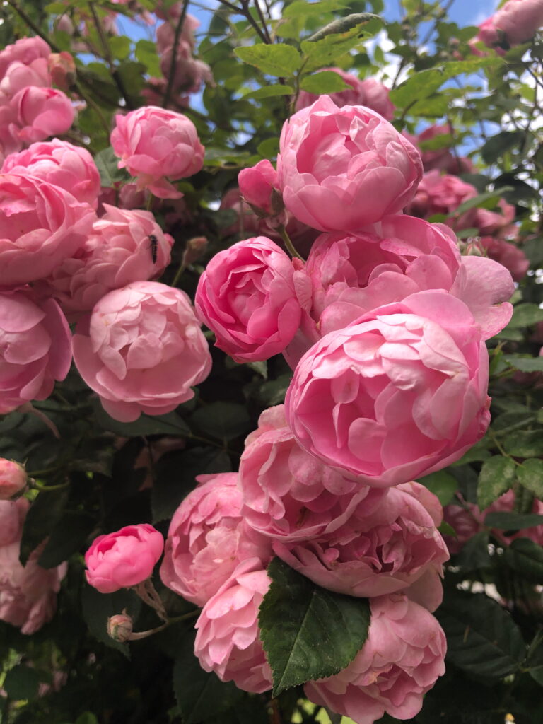 Nahaufnahme pinkfarbener Rosenblüten – Fotogrundlage für ein animiertes GIF von Lernfitness