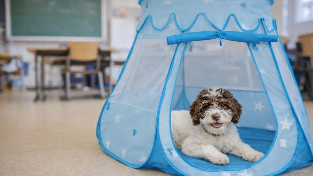 Schulhund Happy Joe liegt entspannt in seinem Rückzugszelt im Klassenzimmer