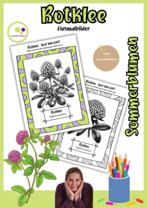 Deckblatt der Rotklee-Ausmalbilder, Trifolium pratense, farbig und kopierfreundlich schwarz-weiß