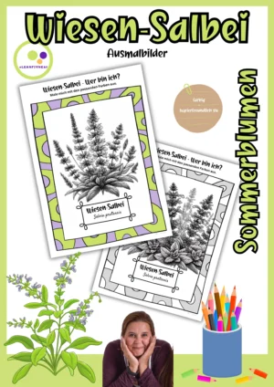 Deckblatt der Wiesen-Salbei-Ausmalbilder, Salvia pratensis, farbig und kopierfreundlich schwarz-weiß