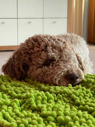 Lagotto Romagnolo macht es sich auf dem Schnüffelteppich gemütlich.